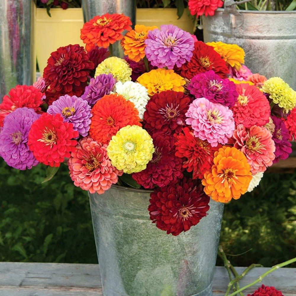 Zinnia Seeds - Benary Mix
