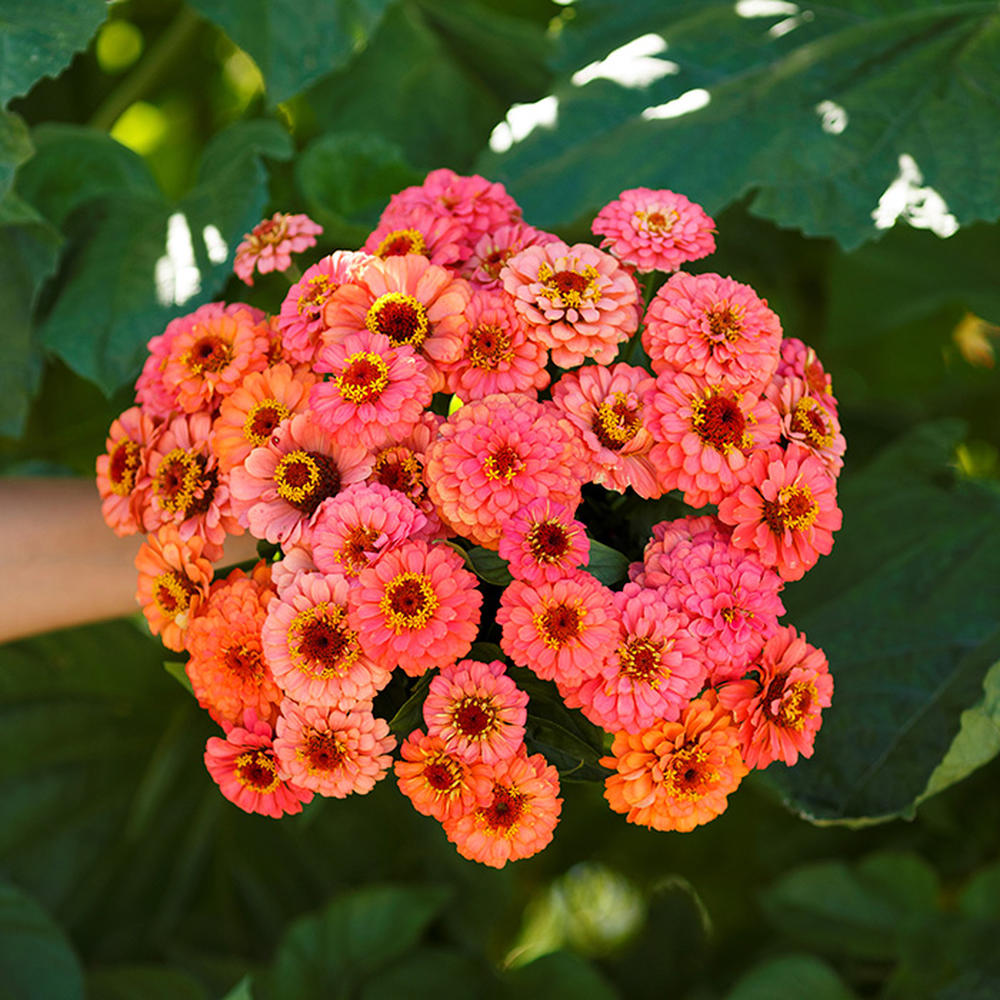 Zinnia Seeds - Pumila Salmon