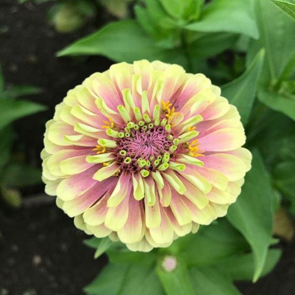 Zinnia Seeds - Queen Lime Blush