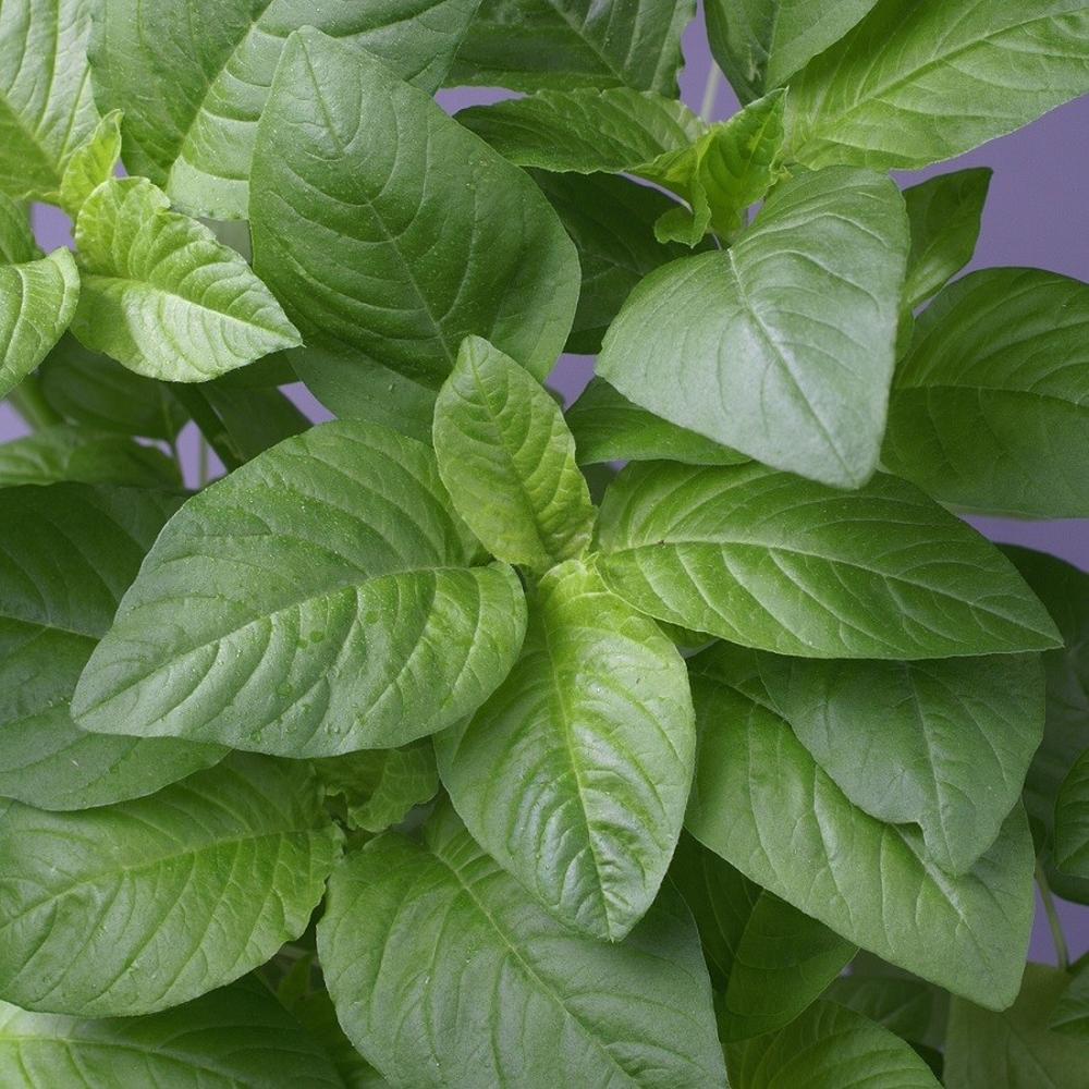 Amaranth Seeds - Green Callaloo (Chinese Spinach)