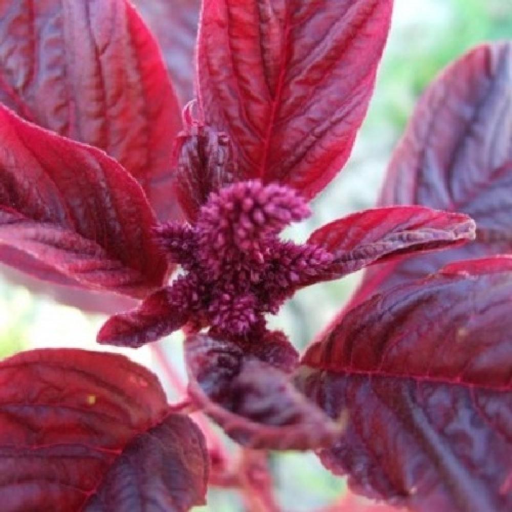 Amaranth Seeds - Red Garnet