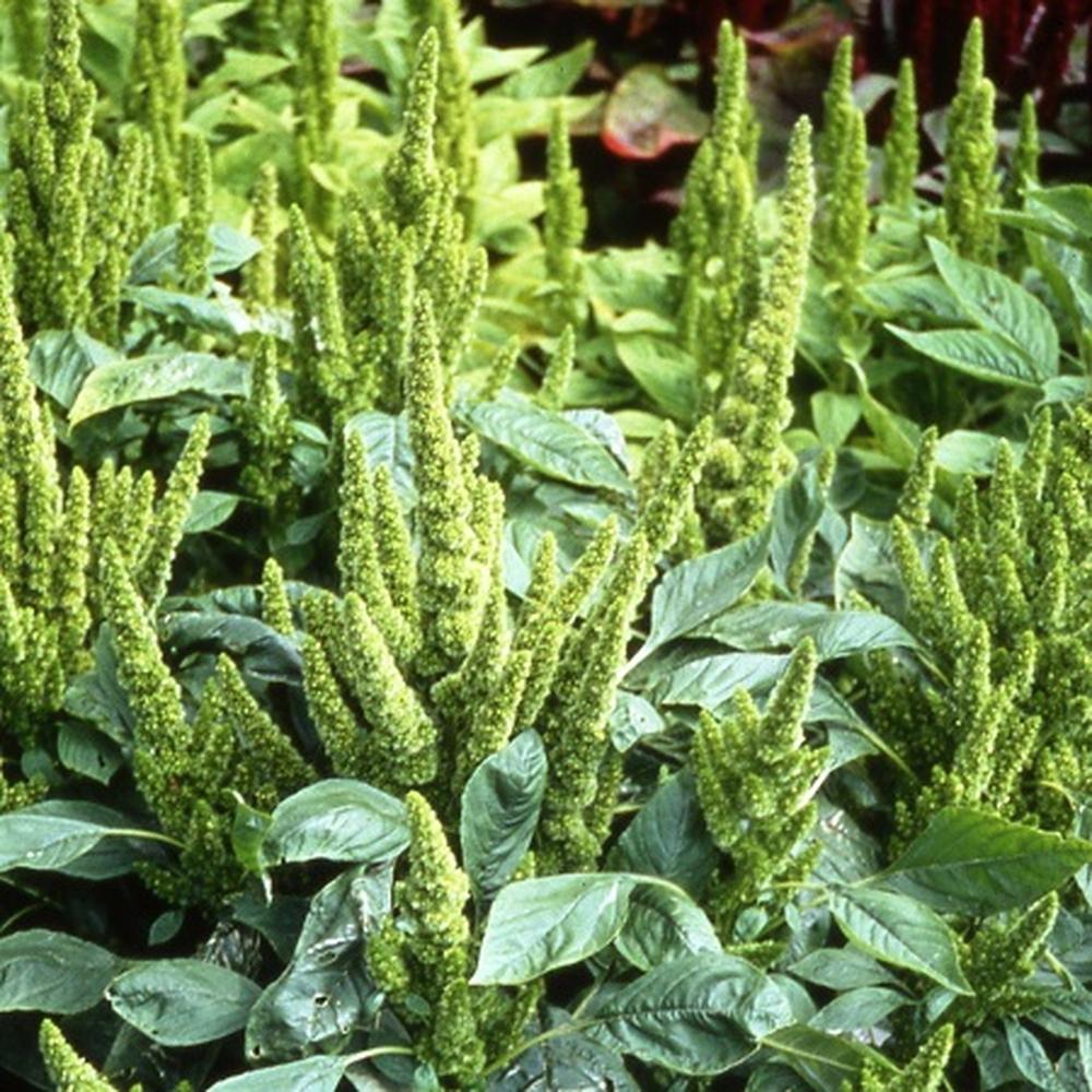 Amaranthus Seeds - Green Thumb