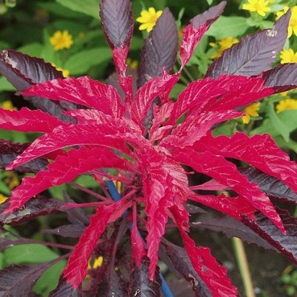 Amaranthus Seeds - Molten Fire