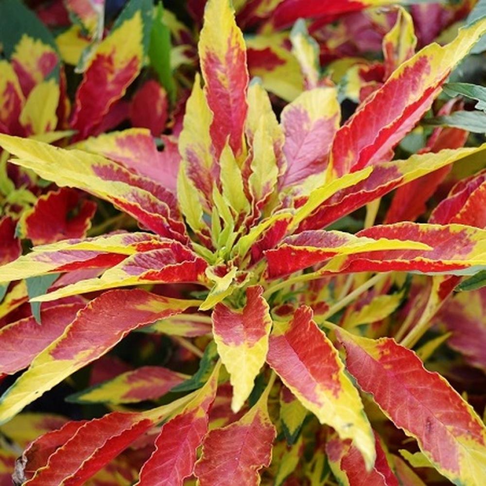 Amaranthus Seeds - Perfecta