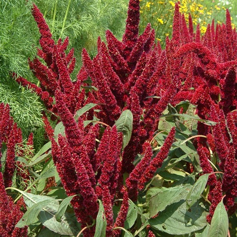 Amaranthus Seeds - Pygmys Torch