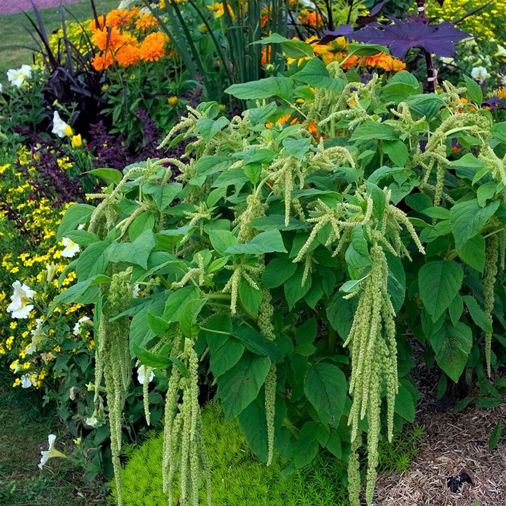 Amaranthus Seeds - Viridis
