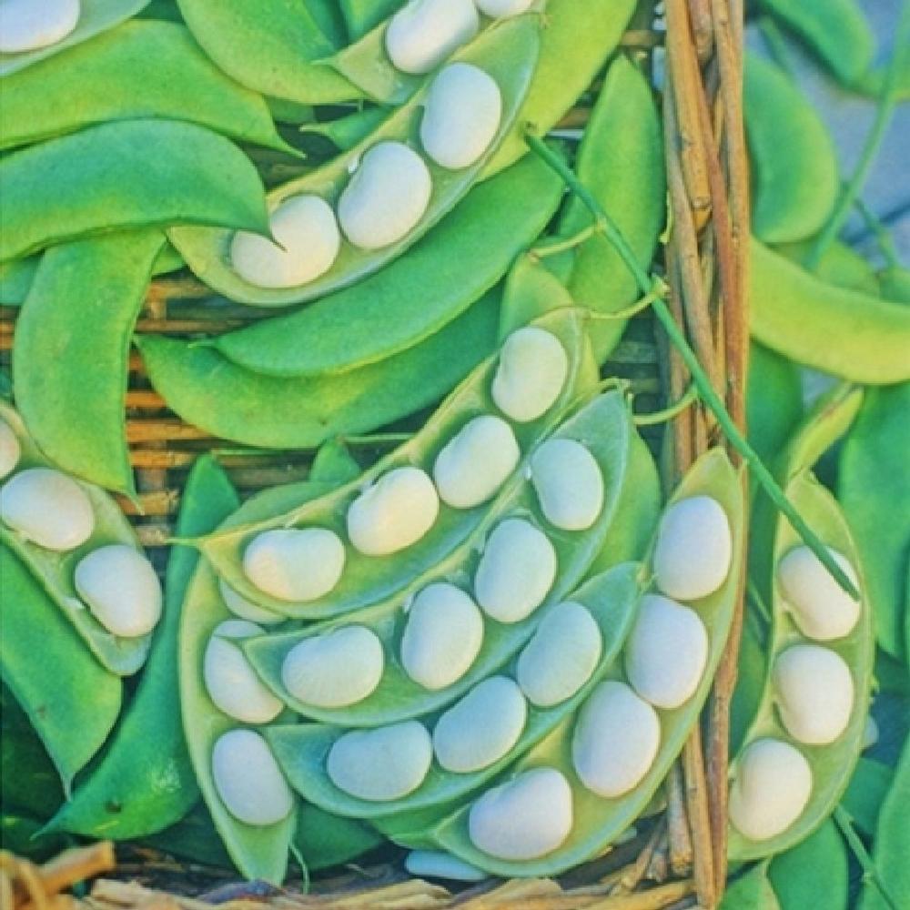 Bean Seeds (Bush Lima) - Burpee Improved