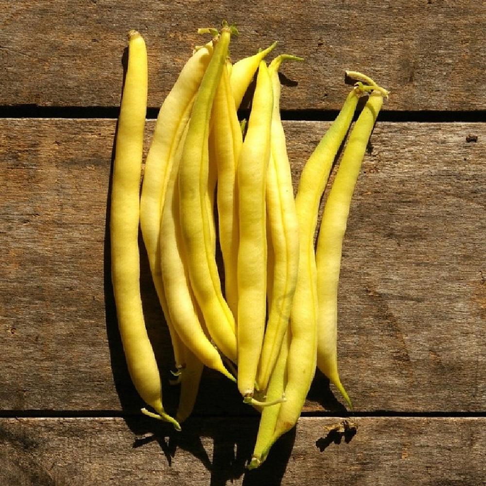 Bean Seeds (Bush) - Cherokee Wax