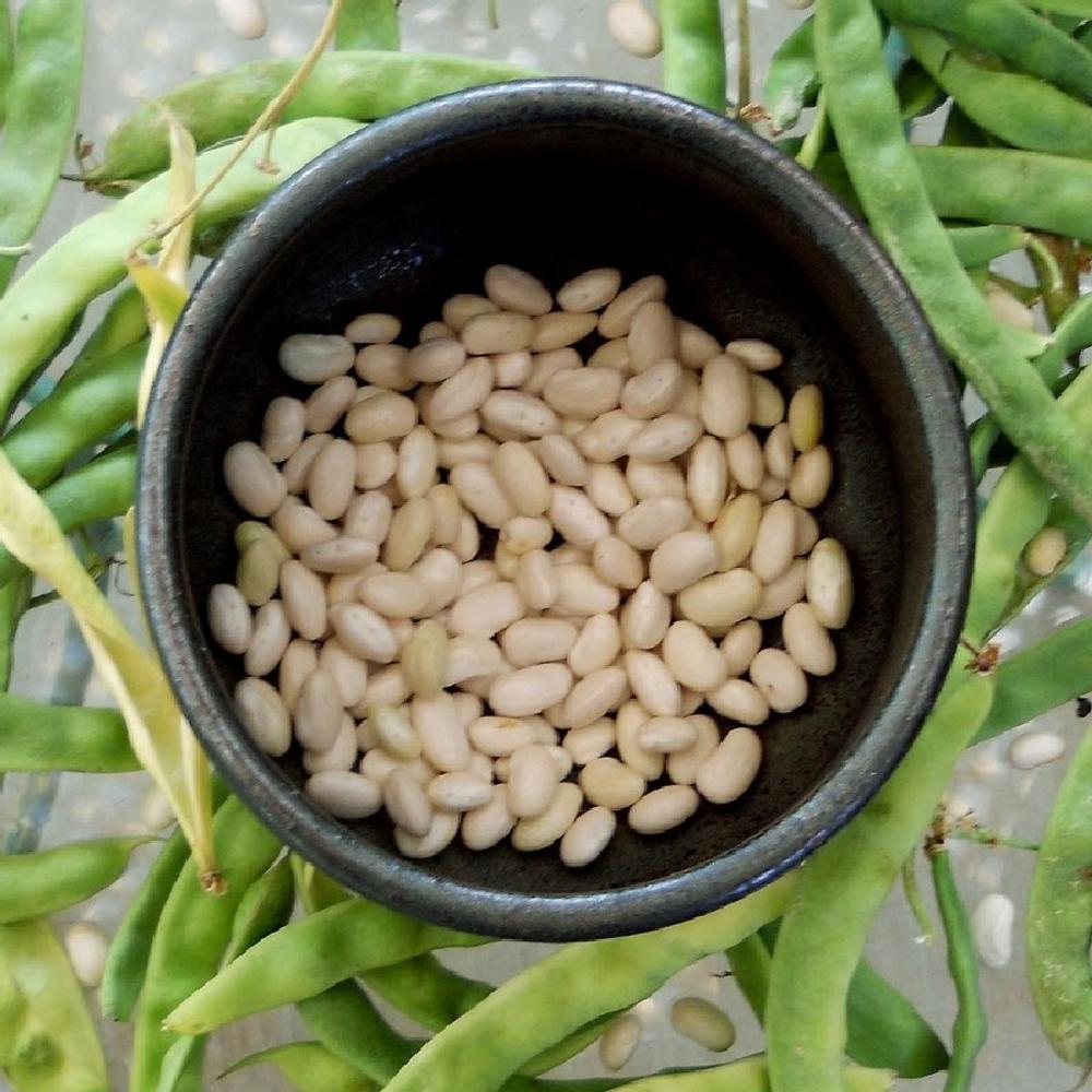 Bean Seeds (Bush) - Great Northern