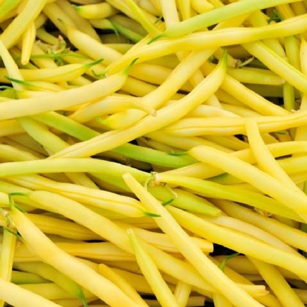 Bean Seeds (Bush) - Pencil Pod Wax