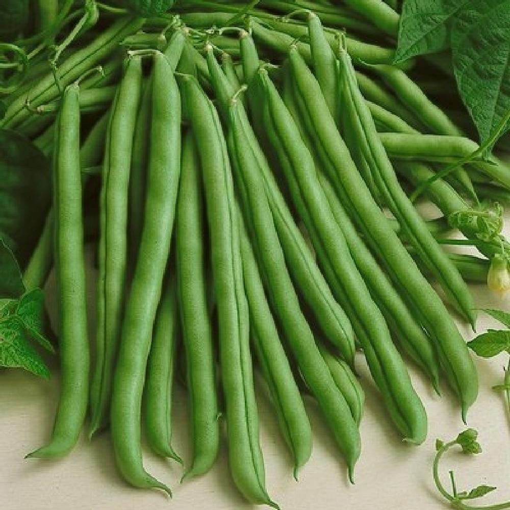Bean Seeds (Bush) - Provider