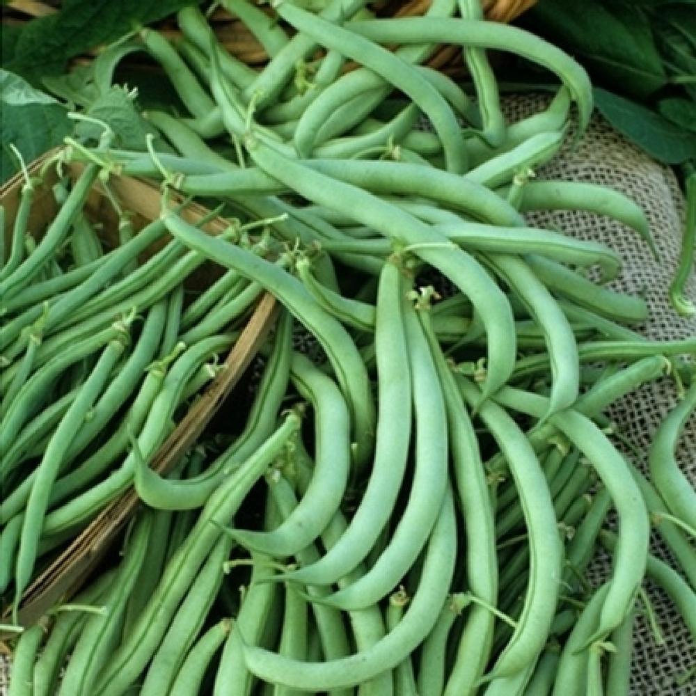 Bean Seeds (Bush) - Tendergreen