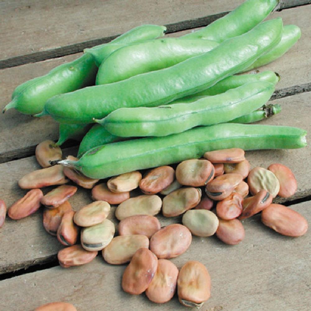 Bean Seeds (Organic) - Broad Windsor