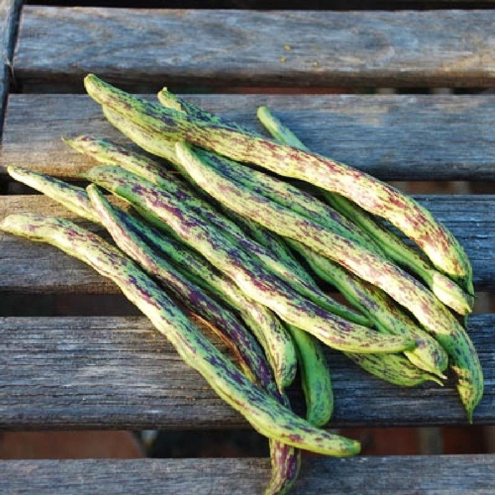 Bean Seeds (Pole) - Rattlesnake