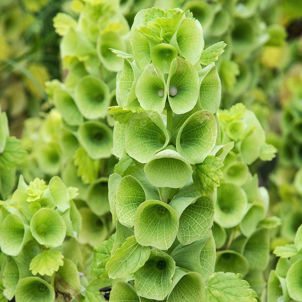 Bells of Ireland Seeds