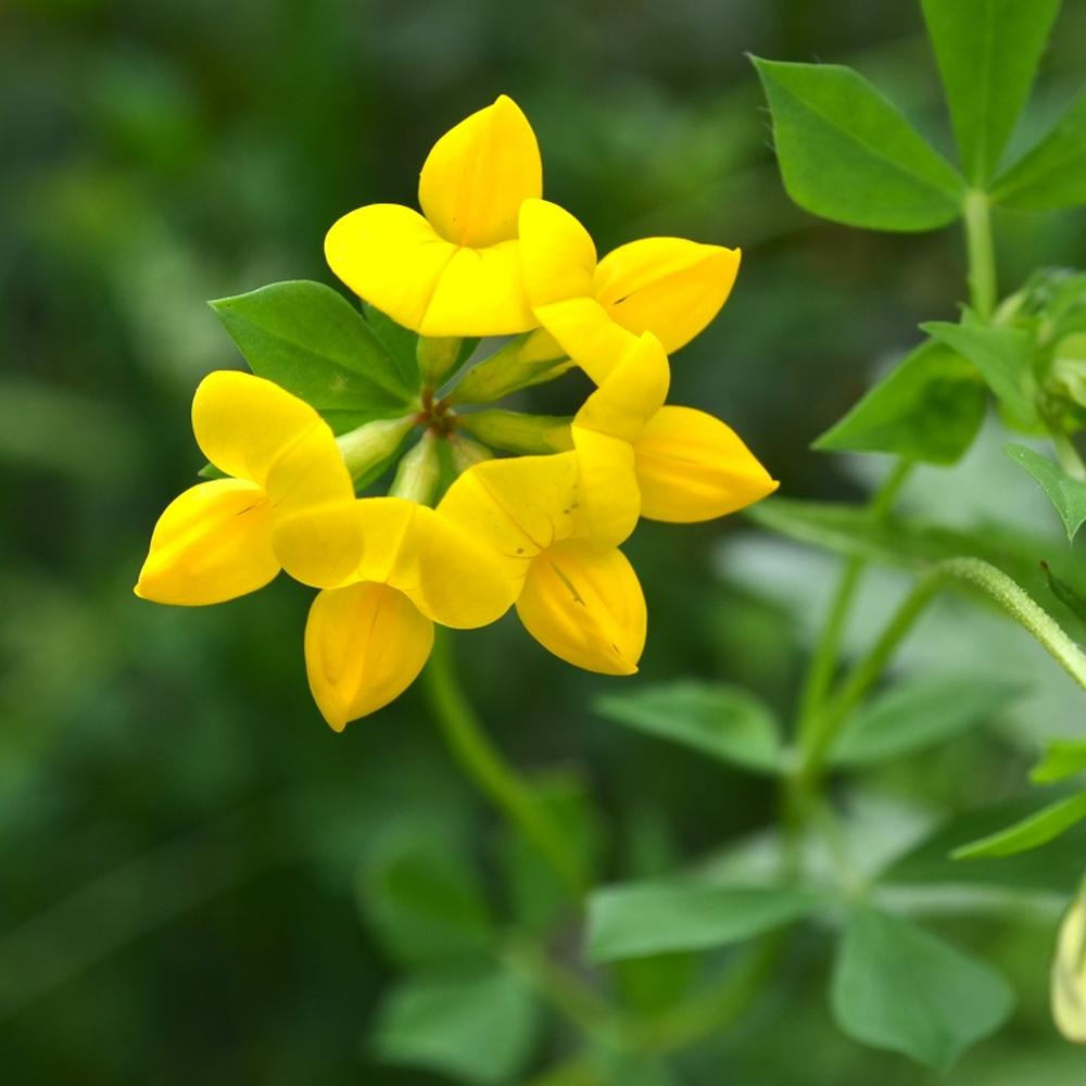 Birdsfoot Trefoil Seeds
