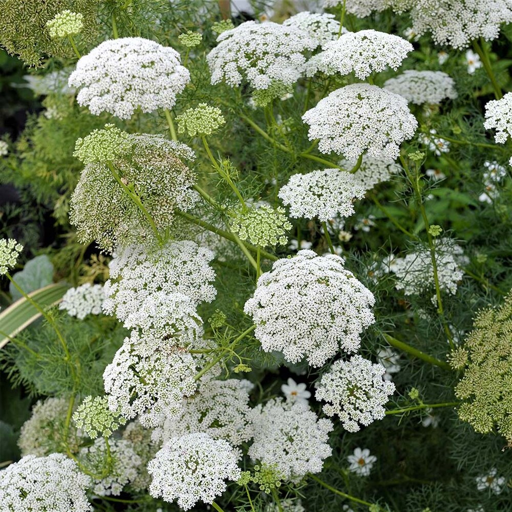 Bishops Flower Seeds