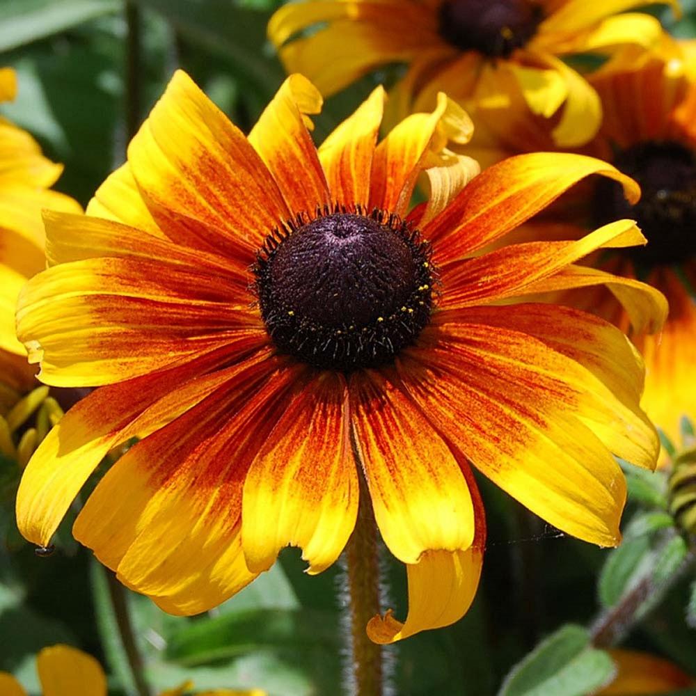 Black Eyed Susan Seeds - Marmalade