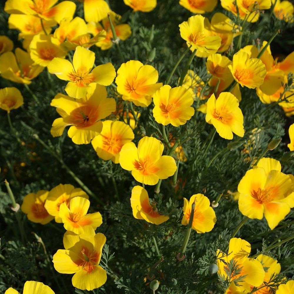 California Poppy Seeds - Golden West