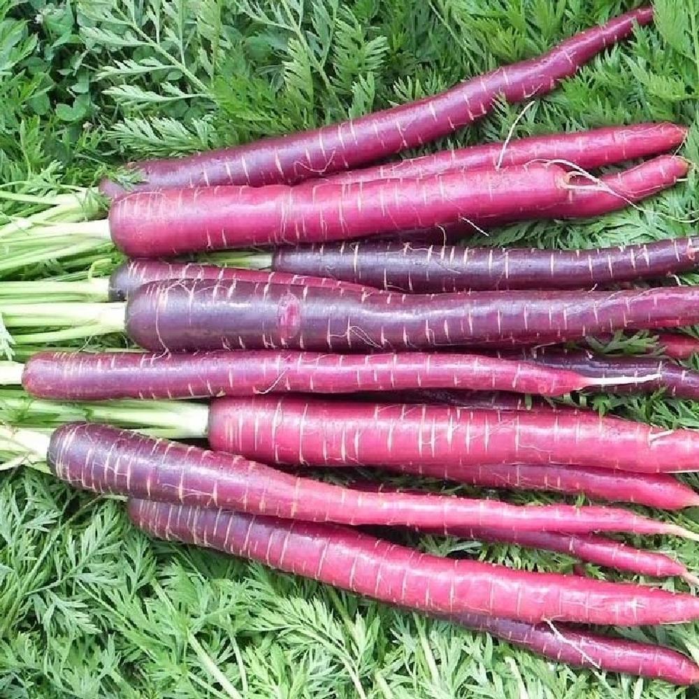 Carrot Seeds - Cosmic Purple