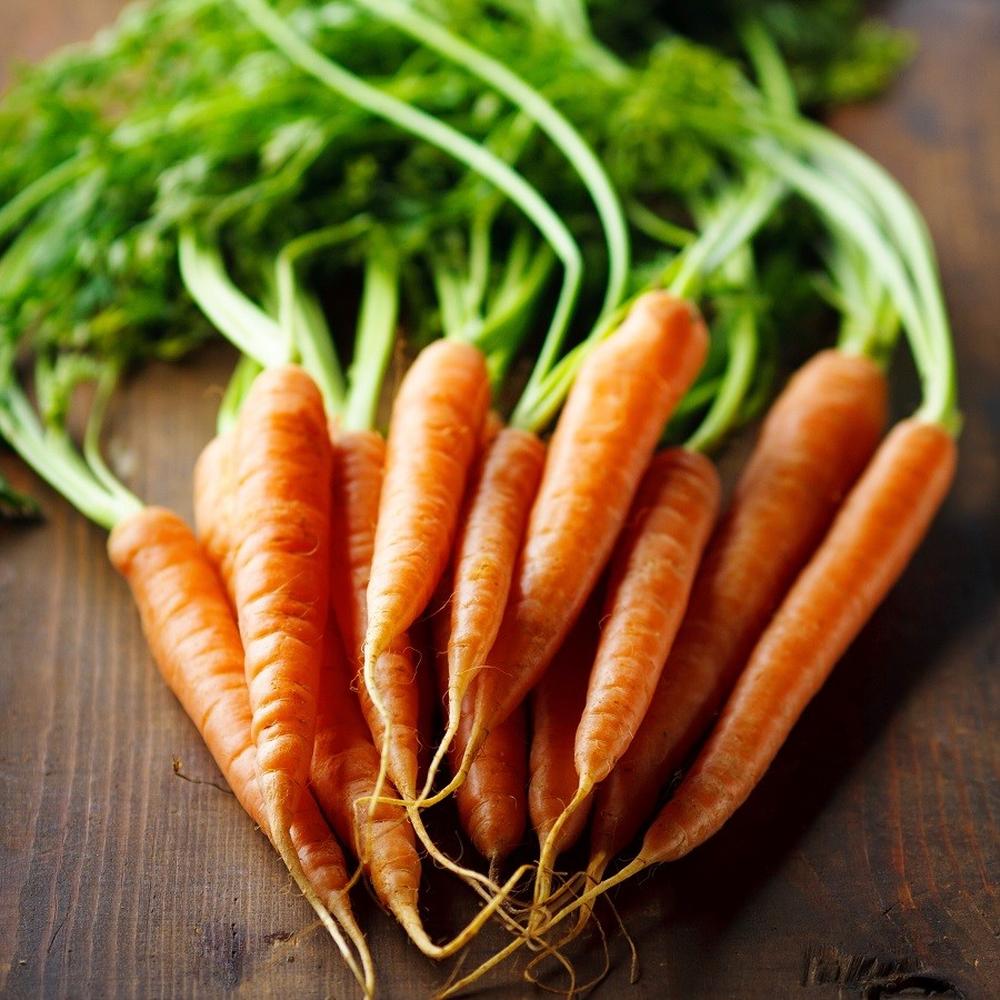 Carrot Seeds - Imperator 58