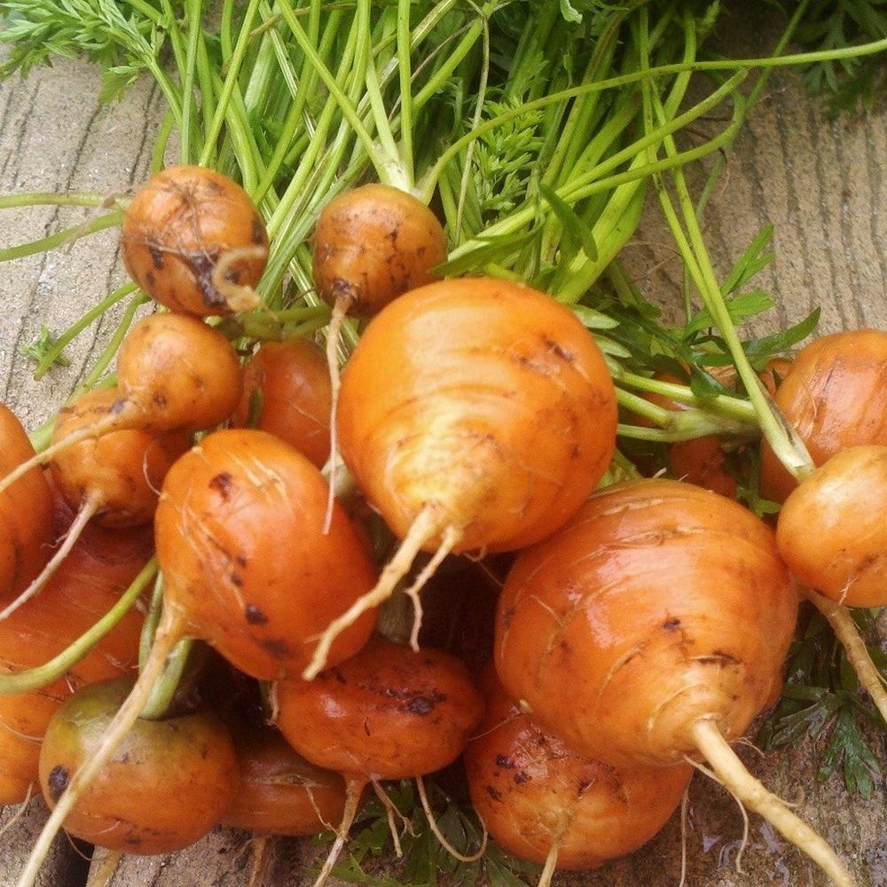 Carrot Seeds - Parisian