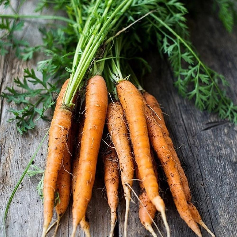 Carrot Seeds (Organic) - Danvers 126
