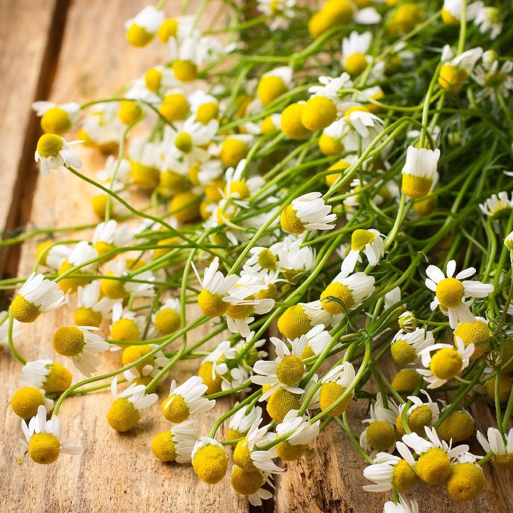 Chamomile Seeds (Organic) - German