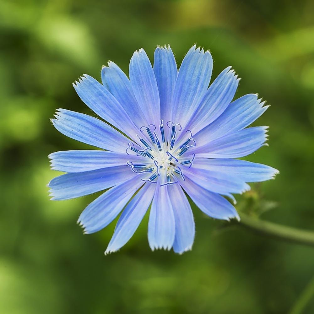 Chicory Seeds