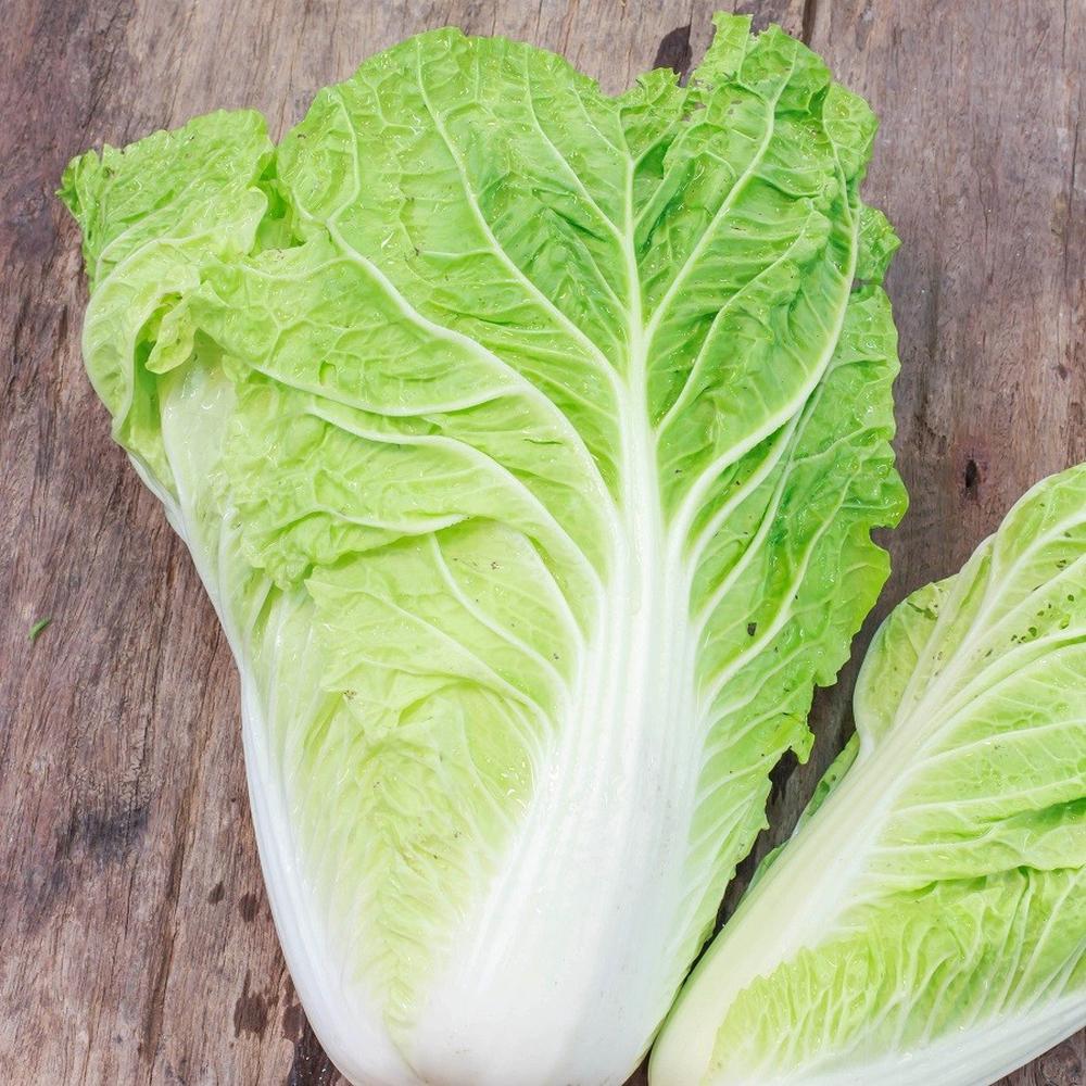 Chinese Cabbage Seeds - Michihili