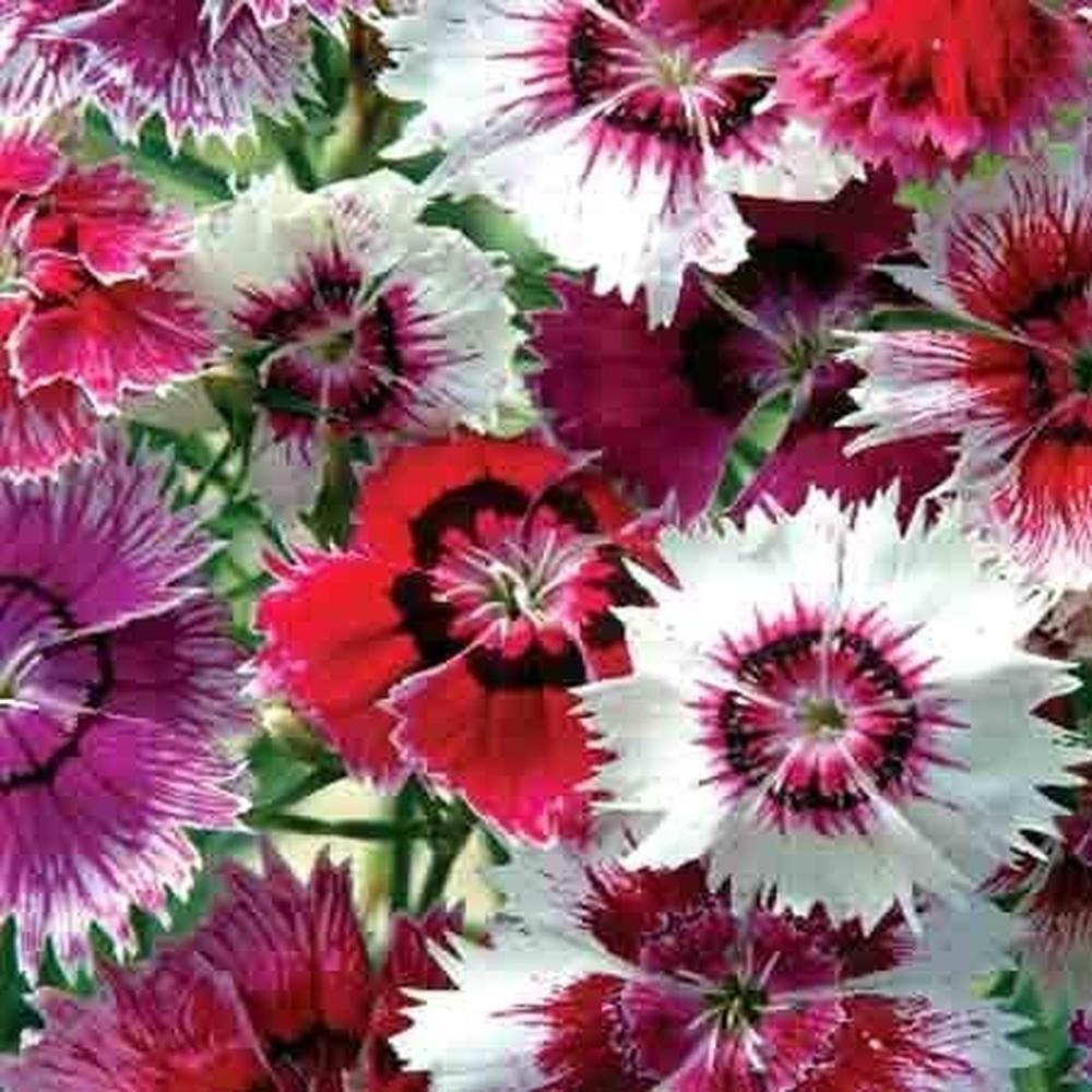 Chinese Pinks Seeds - Babydoll Mix