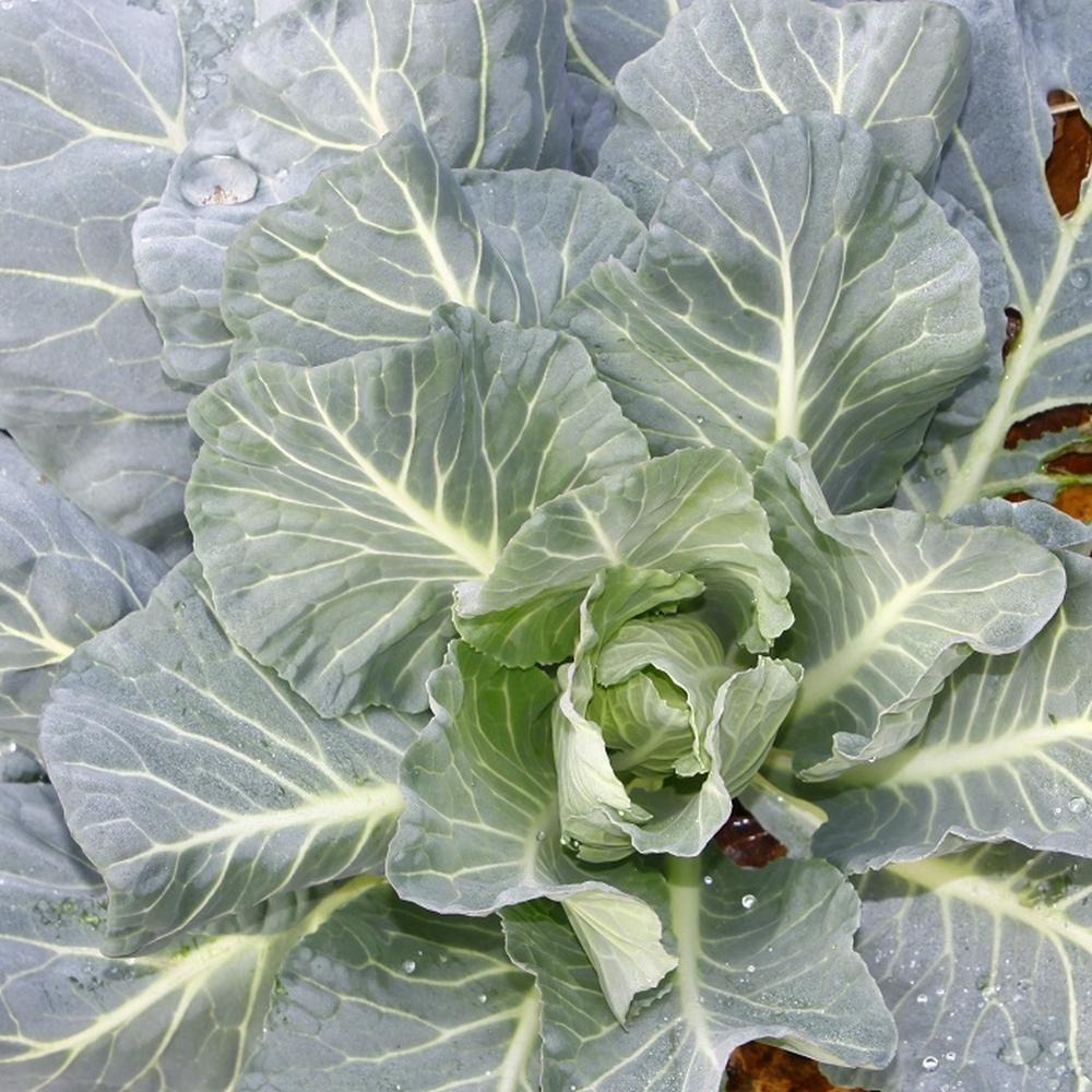Collard Seeds - Morris Heading
