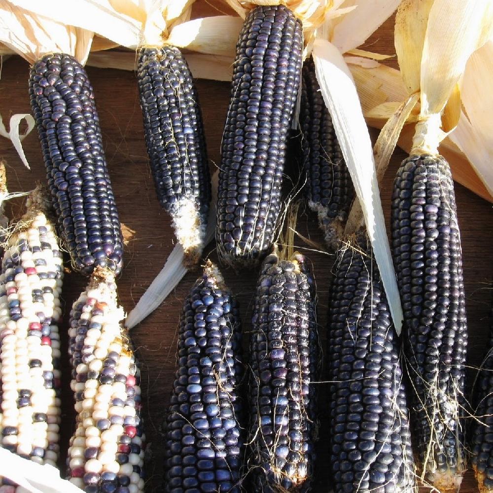Corn Seeds - Blue Hopi