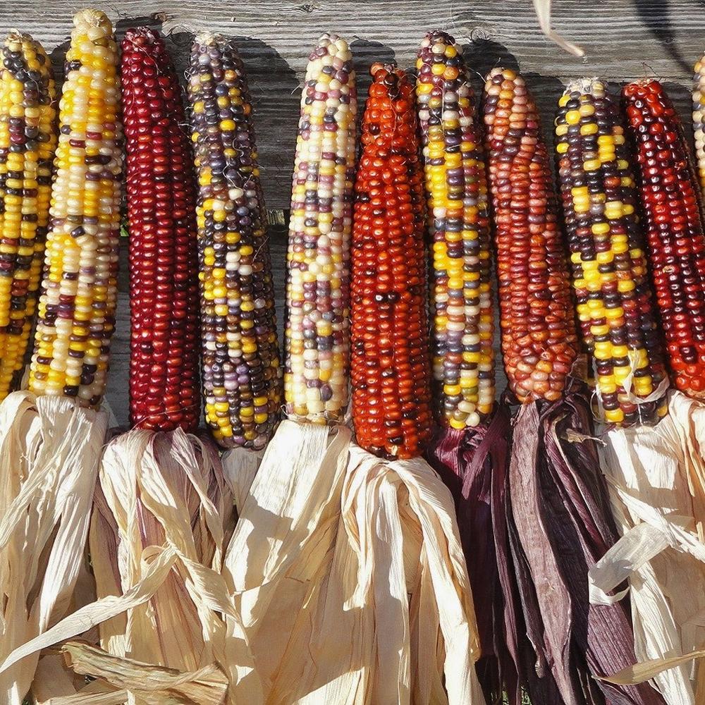 Corn Seeds - Rainbow Mix