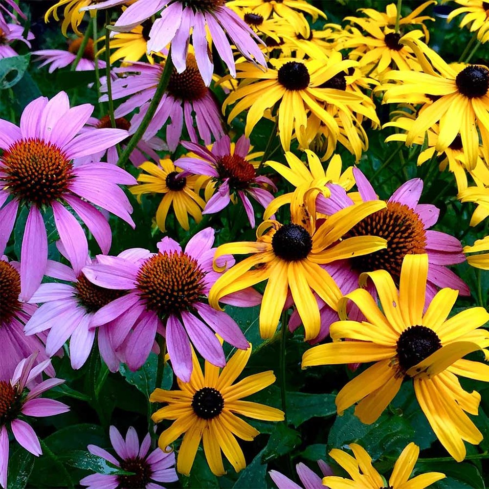 Dynamic Duo - Echinacea & Black Eyed Susan Mix