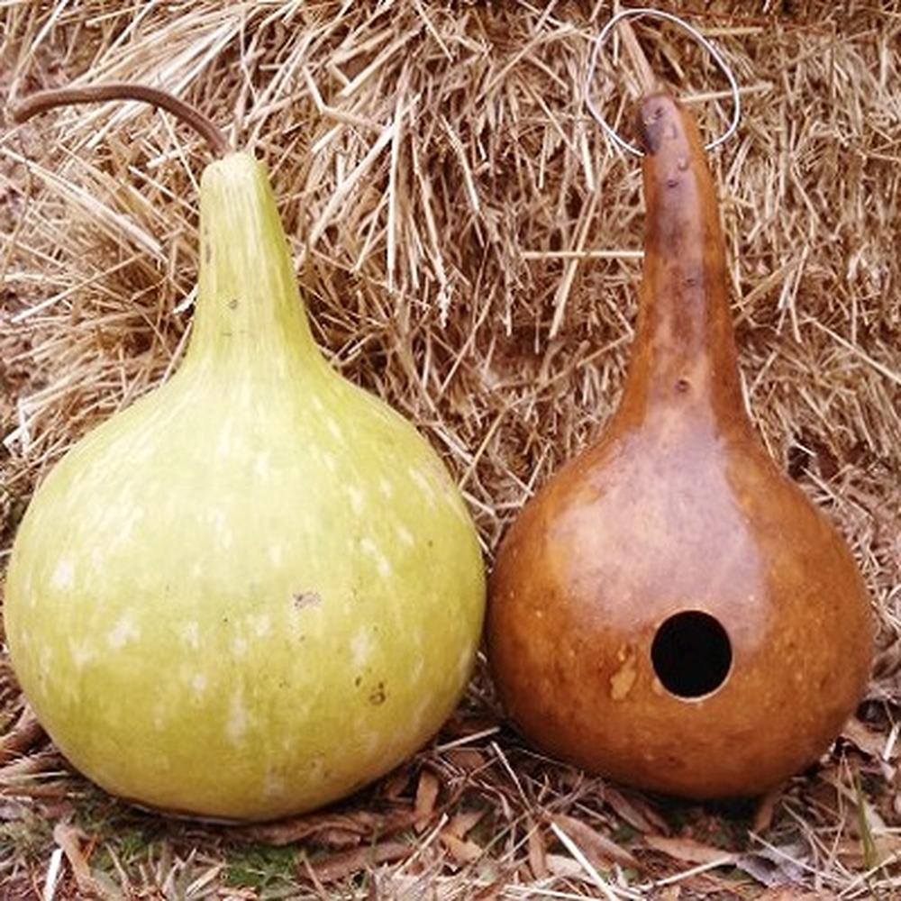 Gourd Seeds - Birdhouse/Bottle