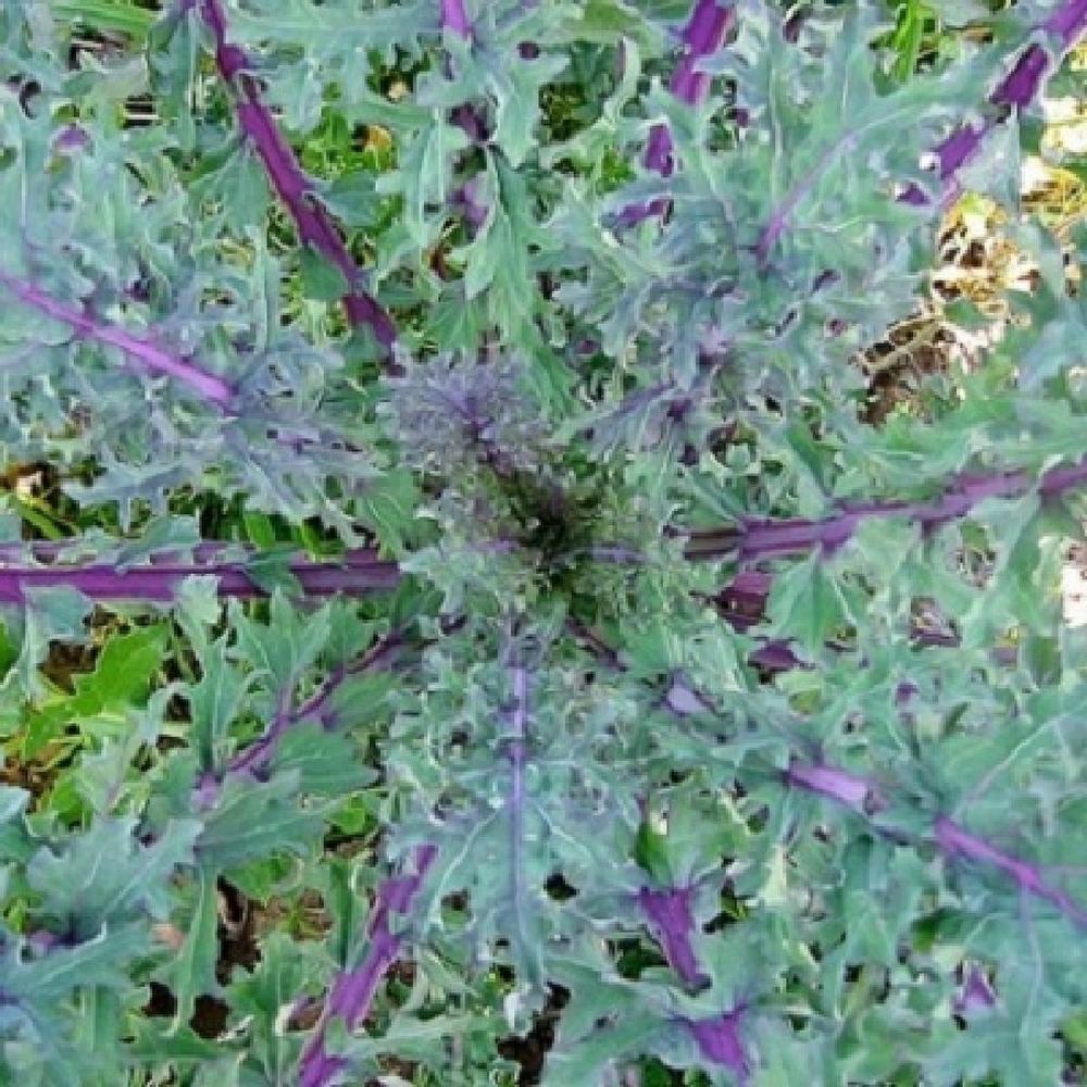 Kale Seeds - Red Russian