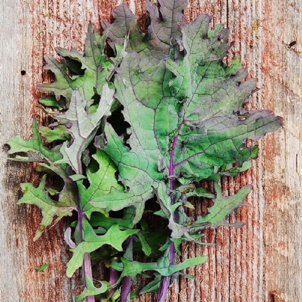 Kale Seeds (Organic) - Red Russian
