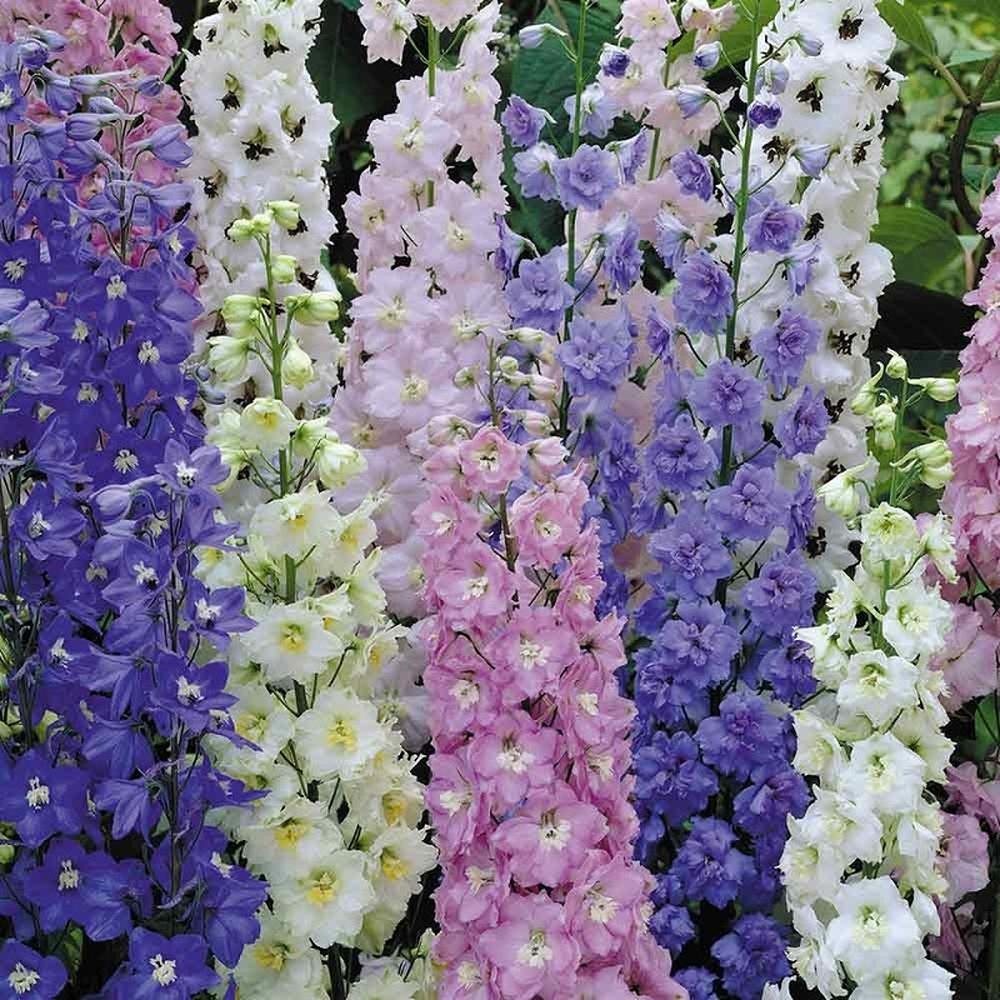 Larkspur Seeds - Standard Mix