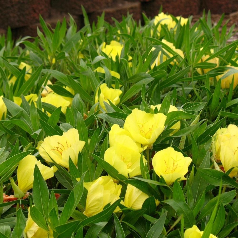 Missouri Primrose Seeds (Dwarf)