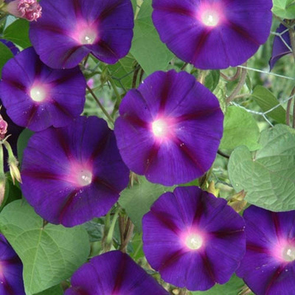 Morning Glory Seeds - Grandpa Ott