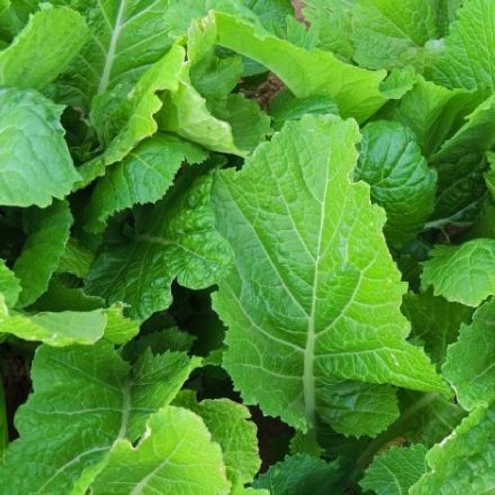 Mustard Seeds - Florida Broadleaf