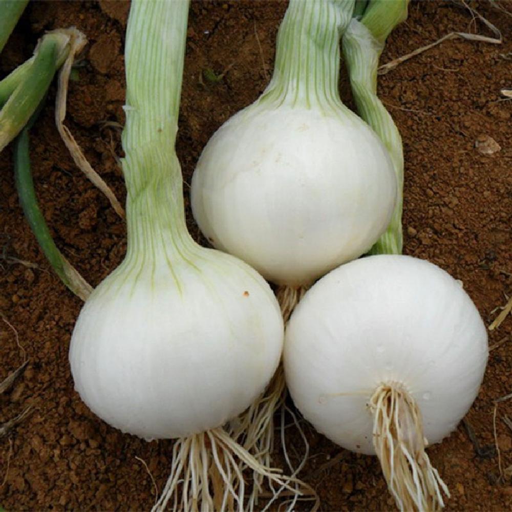 Onion Seeds (Long Day) - White Sweet Spanish