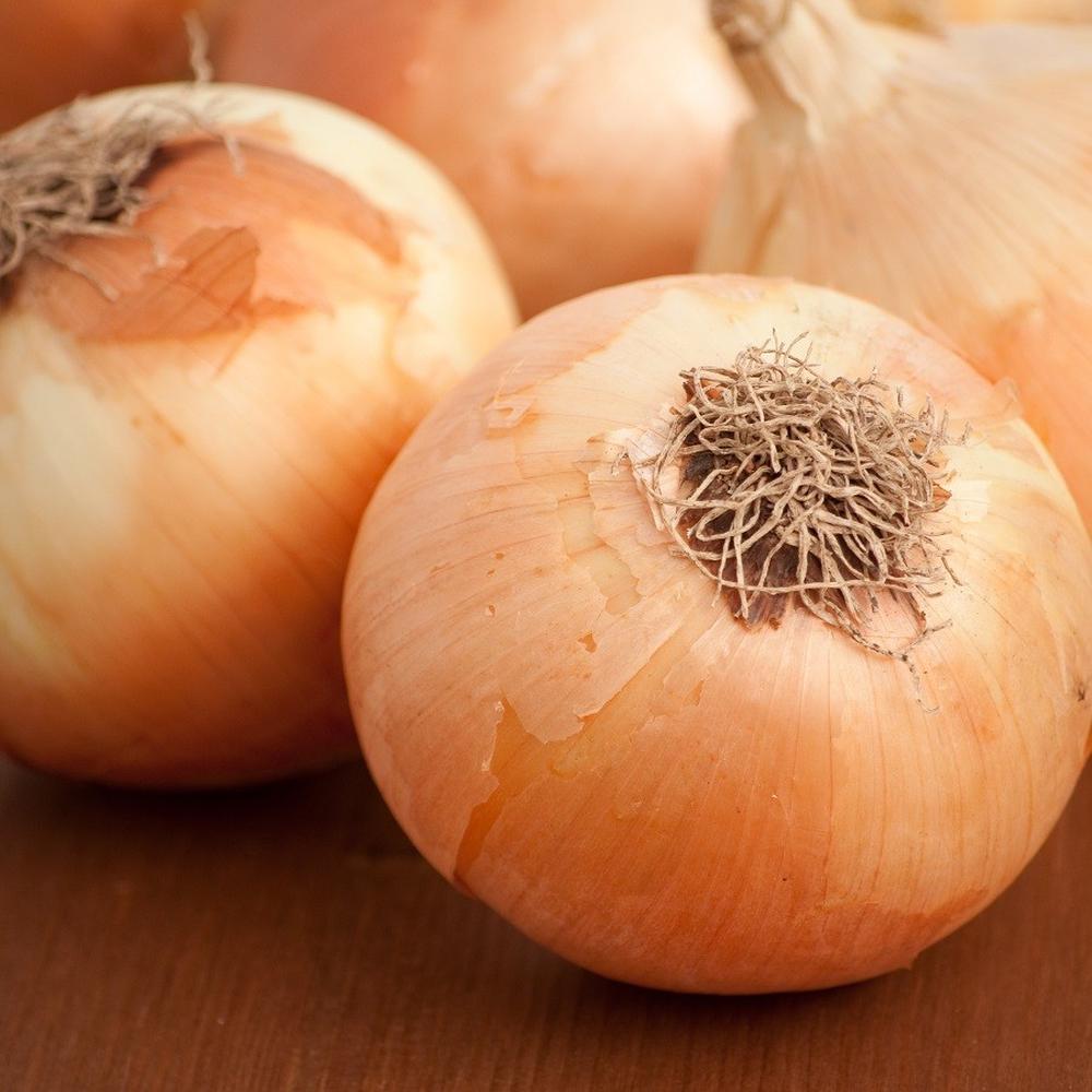Onion Seeds (Long Day) - Yellow Sweet Spanish