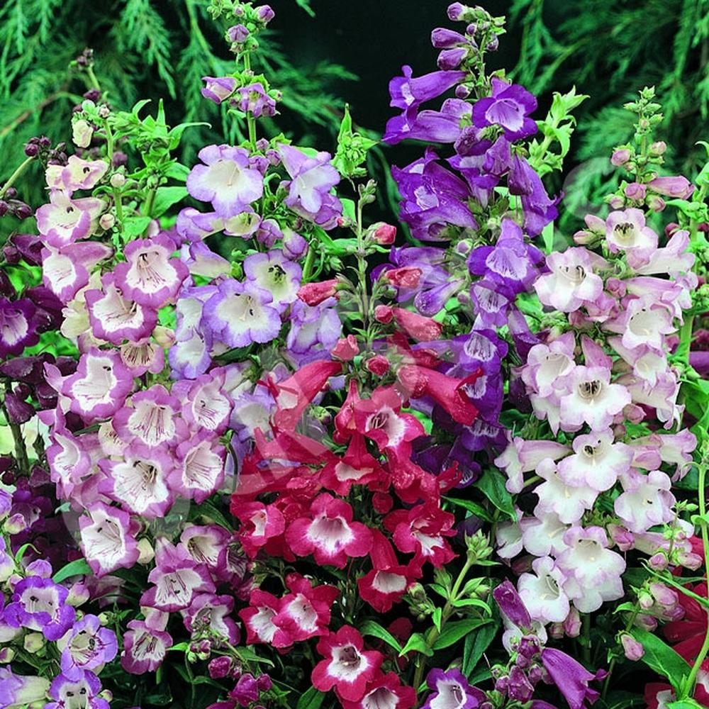 Penstemon Seeds - Sensation Mix