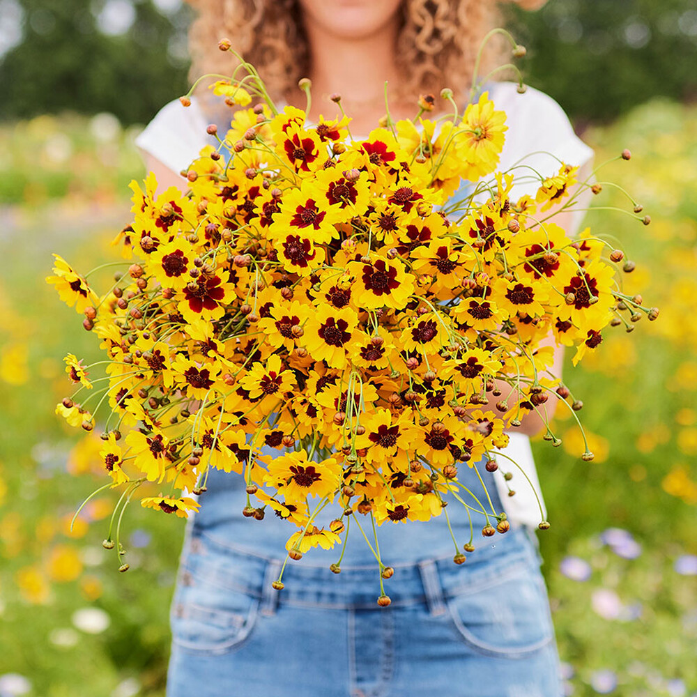 Plains Coreopsis Seeds