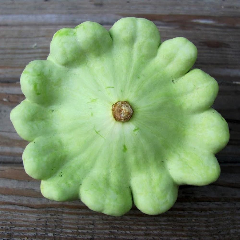 Squash (Summer) Seeds - Bennings Green Tint Scallop