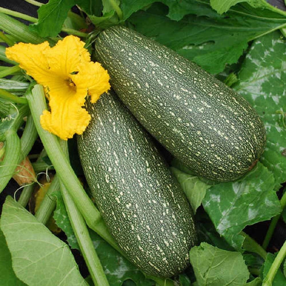 Squash (Summer) Seeds - Grey Zucchini