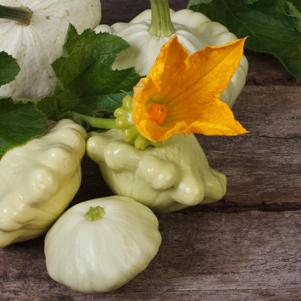 Squash (Summer) Seeds - Scallop