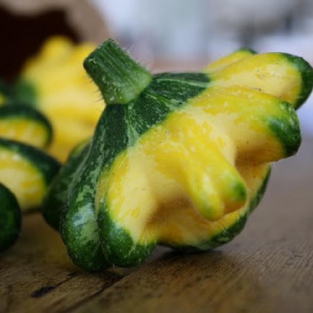 Squash (Summer) Seeds - Scallop Panache Jaune et Vert